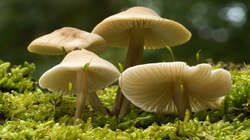 जंगली च्याउ खाँदा उदयपुरमा १२ जना सिकिस्त