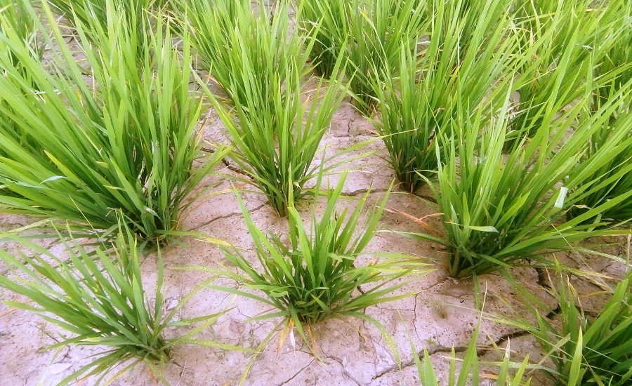पानी परेपछि किसान हर्षित