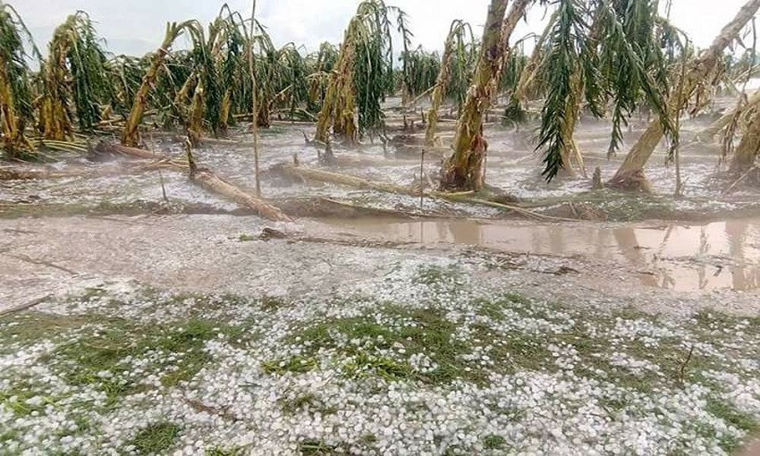 असिनापानीले बालीनालीमा ठूलो क्षति, दुई घाइते