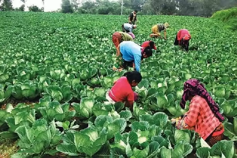 चक्लाबन्दी खेतीतर्फ  आकर्षित हुँदै कृषक