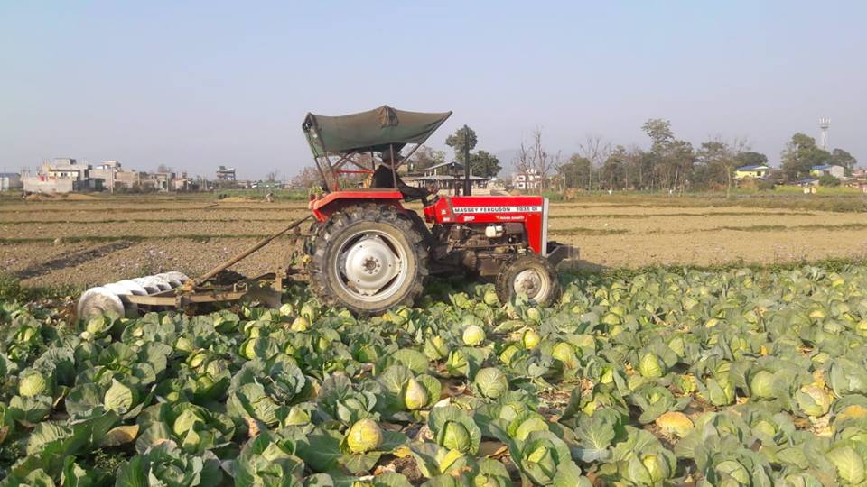 तरकारी बारीमै चल्यो ट्र्याक्टर