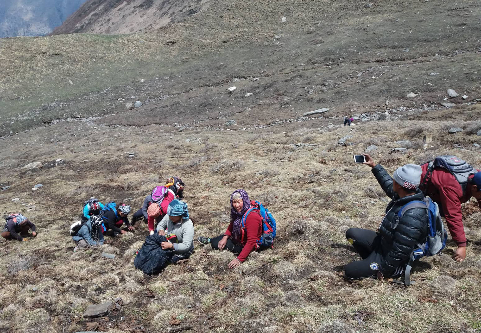 लकडाउन उल्लंघन गरी यार्सा संकलन गर्ने १२ जना पक्राउ