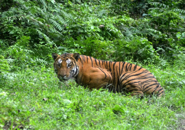 पहिलो ब्लकमा बाघ सर्वेक्षणको काम सकियो