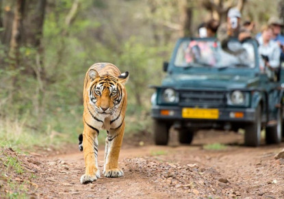 नेपालमा बाघको संख्या ३५५ पुग्यो