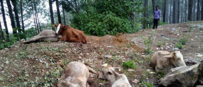 गौहत्याका दोषीलाई कानूनी कारवाहीको माग