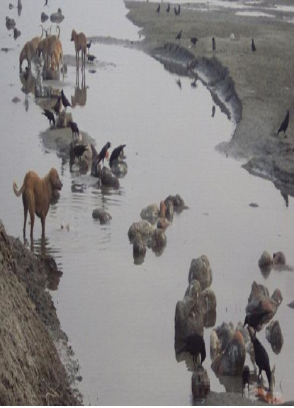 भारतको गंगा नदीमा ४० शव तैरिरहेकाे अवस्थामा फेला, कुकुरकाे भीड, कोरोना संक्रमित हुन सक्ने आशंका