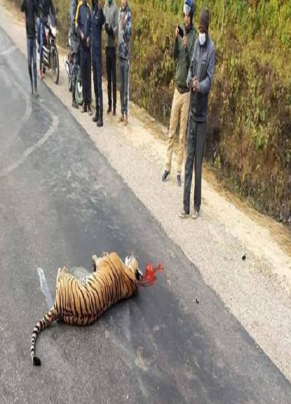 बारामा कारको ठक्करबाट पाटेबाघको मृत्यु, चालकलाई निकुञ्ज प्रशासनकाे जिम्मा लगाइयाे