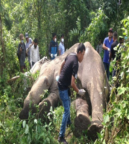 चितवन राष्ट्रिय निकुञ्जमा साउनयता मरे तीन हात्ती