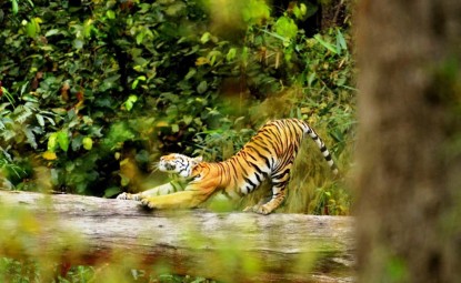 चितवन राष्ट्रिय निकुञ्जमा सुक्न थाल्यो पानीको श्रोत, बन्यजन्तुलाई समस्या