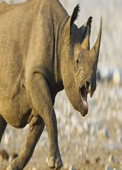 गैँडाको आक्रमणबाट वृद्धा घाइते