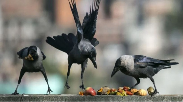 आज यमपञ्चककाे पहिलाे दिन: काग तिहार