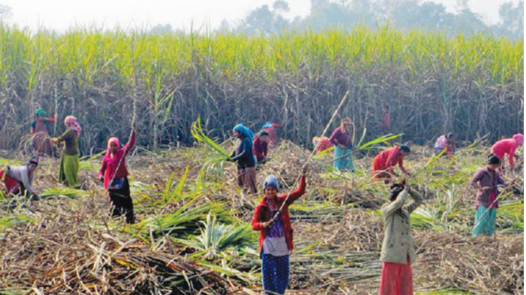 उखु किसानको आठ करोड बक्यौता बाँकी