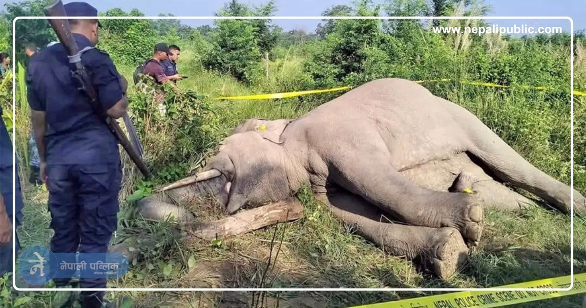 करेन्ट लगाएर हात्तीको हत्या