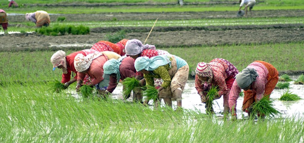 आज असार १५ अर्थात् धान दिवस