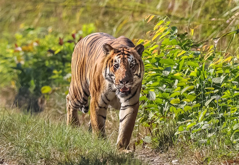 अझै सुध्रिएन नरभक्षी बाघको आनीबानी