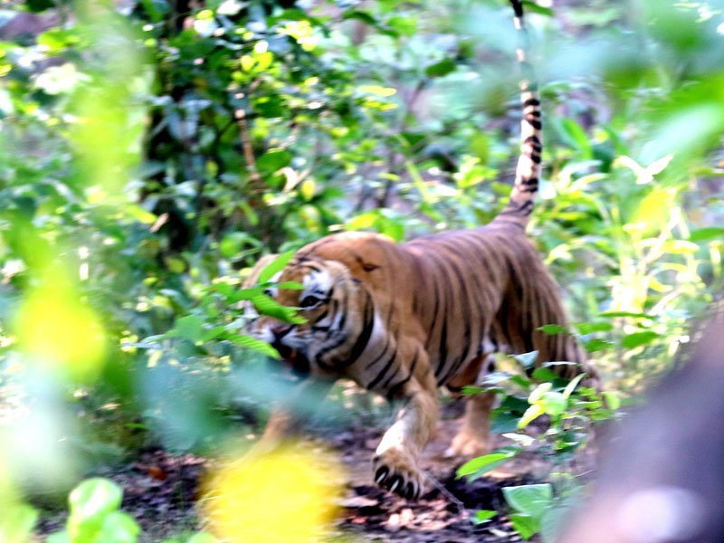 बाँके र बर्दियामा बाघको आक्रमणबाट ५ वर्षमा २९ जनाको मृत्यु, किन बढ्दैछ मानव–वन्यजन्तु द्वन्द्व ?