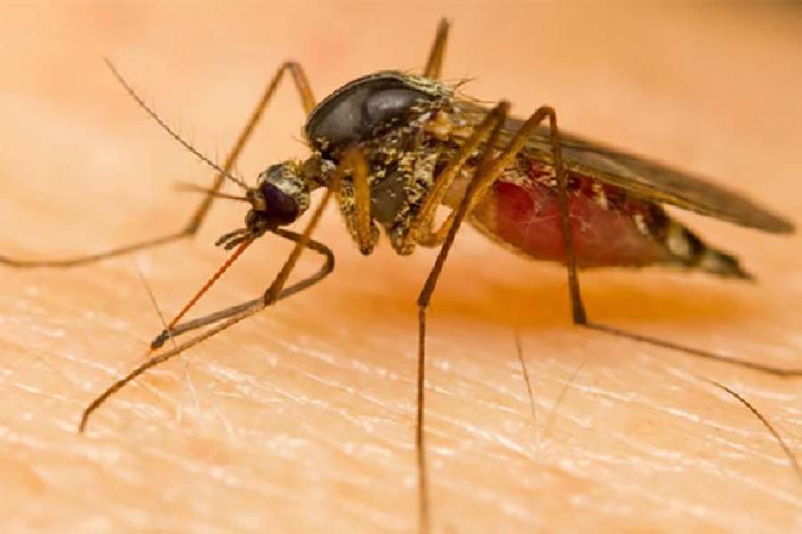 श्रीलङ्कामा डेंगु सङ्क्रमण: दुईको मृत्यु, ३७ सय प्रभावित