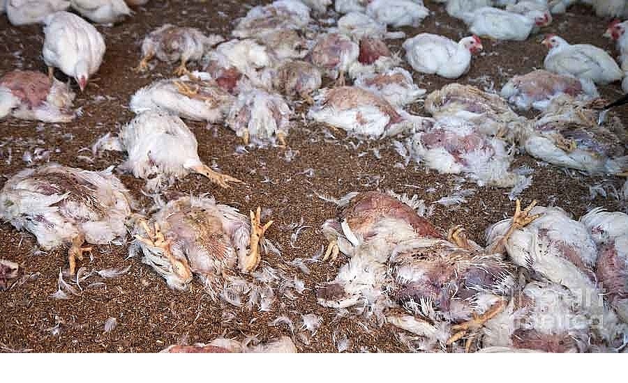 हेटौँडामा एचनाइन भाइरसबाट १० हजार बढी कुखुरा मरे
