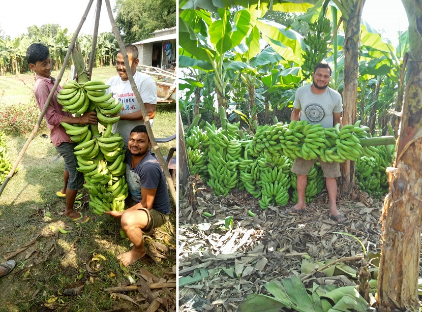 उद्यममा युवा नेता: ५७ पटक जेल, केरा खेतीबाट वार्षिक लाखौं आम्दानी