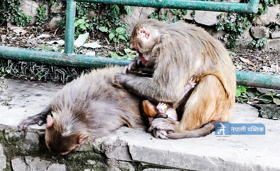 स्वयम्भुमा बाँदरे माया