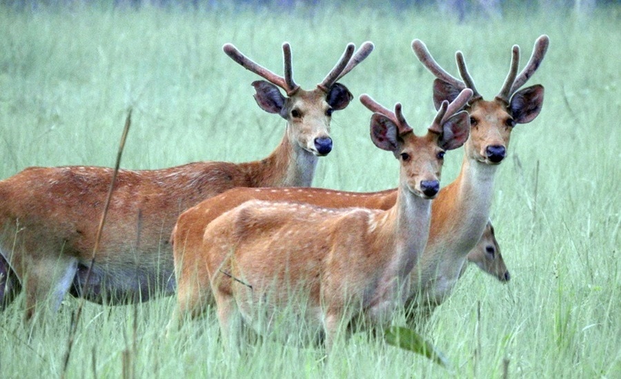 पाँच वर्षमा  शुक्लाफाँटामा ५५ बाह्रसिङ्गा घटे