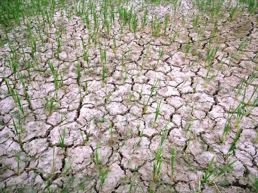 किसान चिन्तितःकोदोबाली मर्न थालेपछि