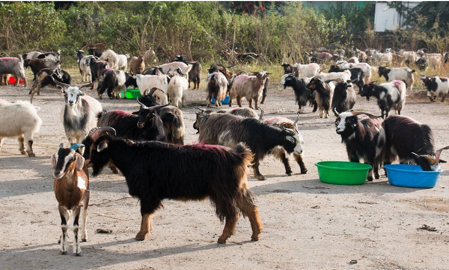 जीउँदो खसी, बोका र च्याङ्ग्राको बिक्री मूल्य निर्धारण