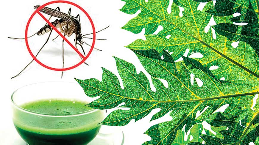 डेंगु निको पार्ने घरेलु विधिः