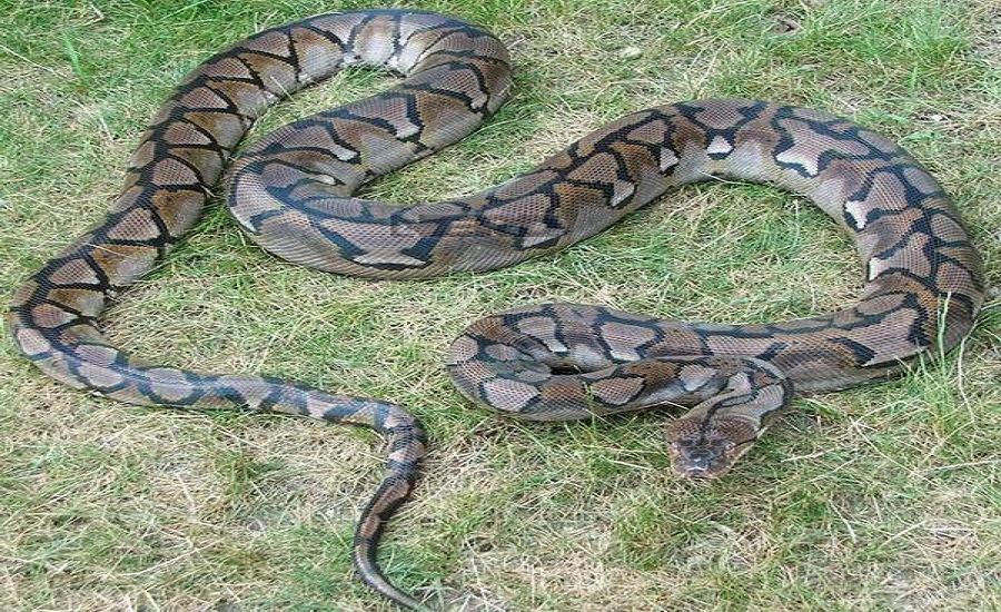 हनुमाननगरमा  भेटियो अजिङ्गर