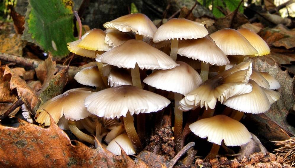 विषालु च्याउ खाँदा सर्लाहीमा एकै परिवारका १२ बिरामी