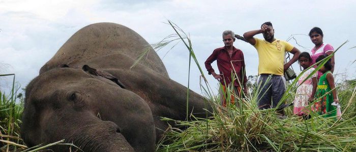 श्रीलङ्कामा सातवटा मृत हात्ती फेला, विष हालिएको आशङ्का