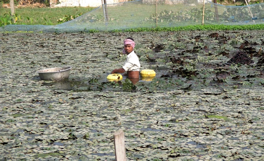 सिंघारा खेतीमा आकर्षण