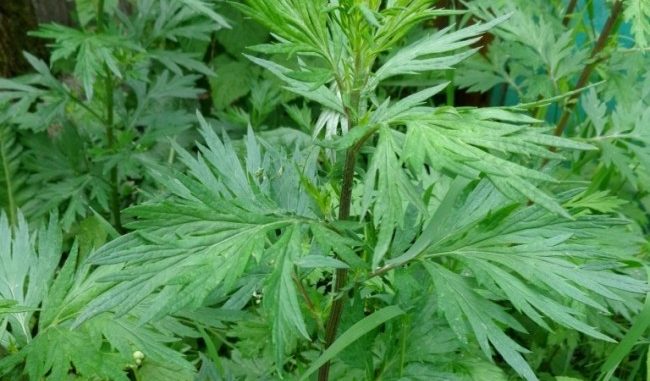 तितेपातीलाई औंषधीको रुपमा प्रयोग गर्नुहोस्