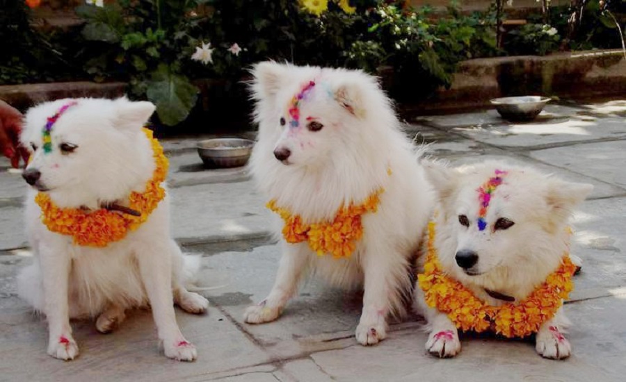 कुकुरकाे पूजा गरी कुकुर तीहार मनाईँदै