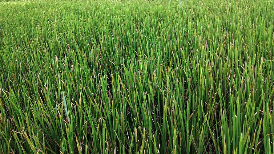 भारतबाट आयातीत गरिमा धानको बाला लागेन, हरियै काट्दै किसान