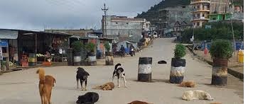 भुस्याहा कुकुरका कारण रोल्पामा आतंक