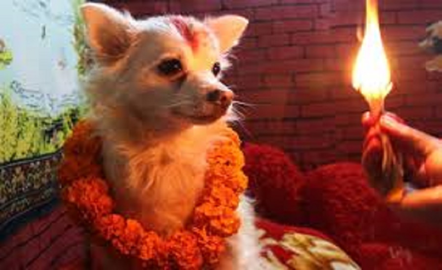 तिहार विशेष : पशुपंक्षीलाई एक दिनको पूजा र माला !