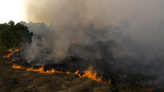 पाम तेल उत्पादनकाे लागि किसानद्धारा जङ्गल फडानी