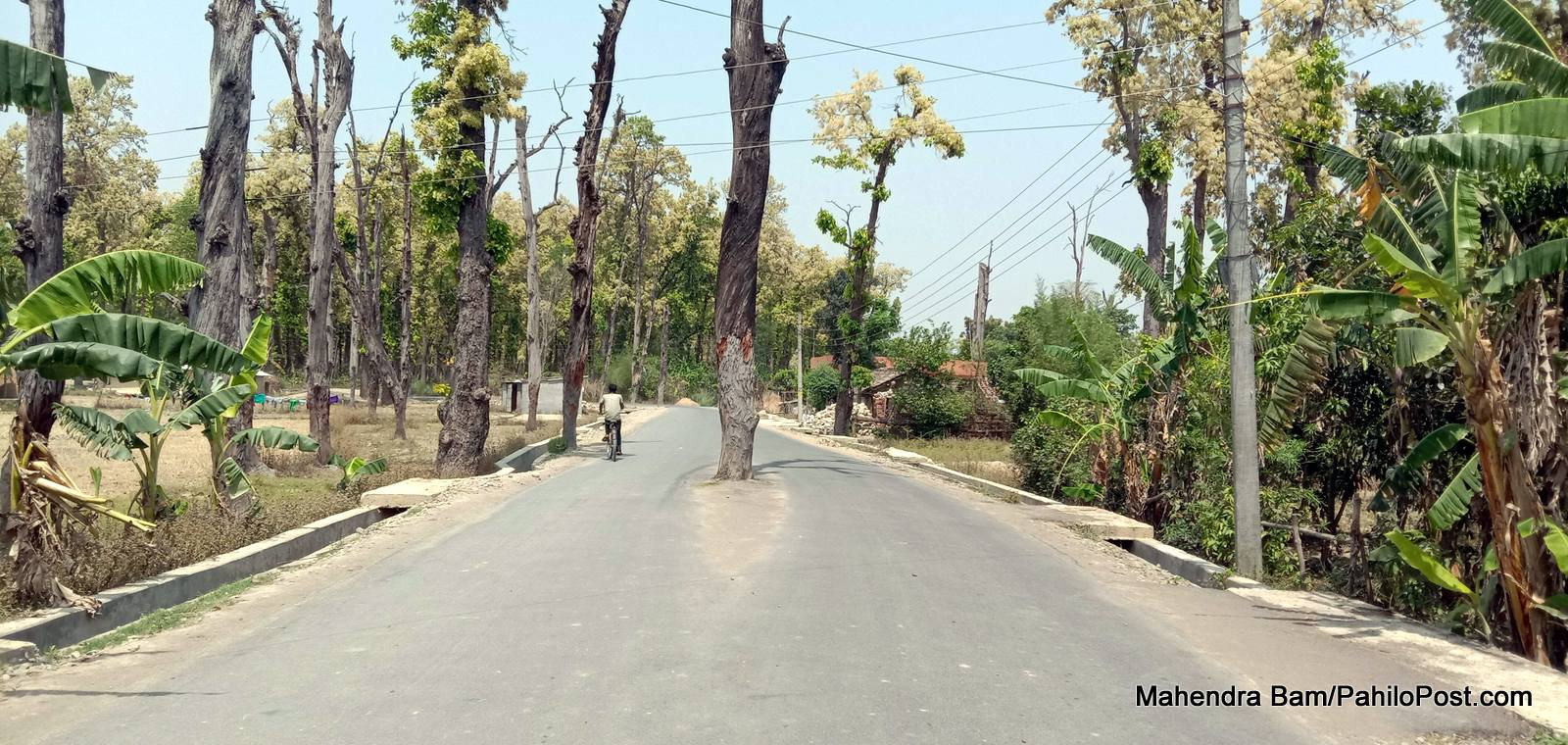 रुख काट्न नपाउँदा सडक कालोपत्रको काममा ढिलाइ