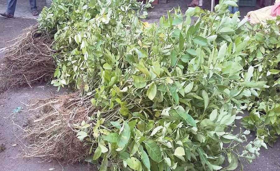 फलफूलका बिरुवा बिक्री