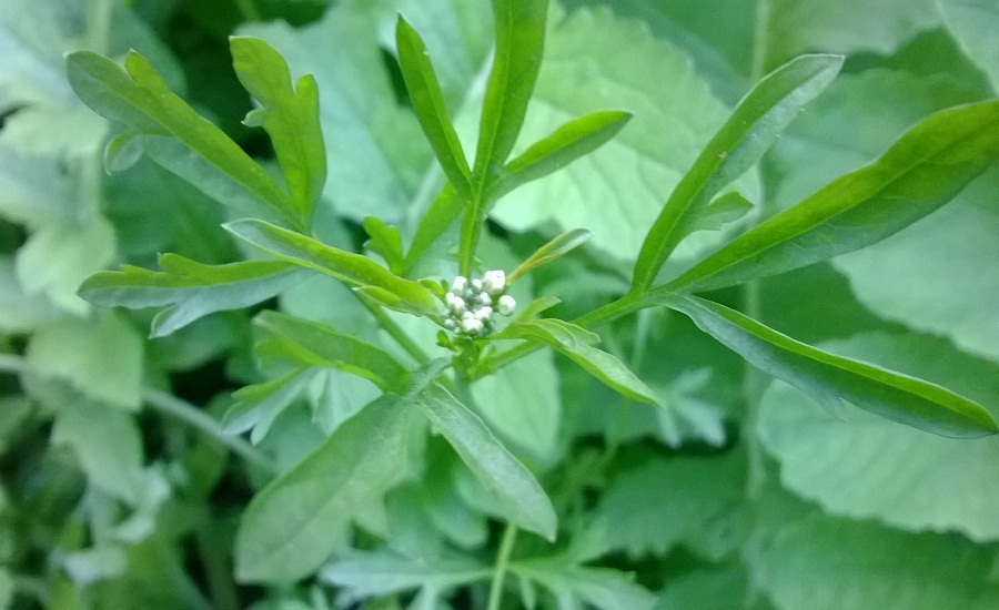 चम्सुरको साग खानुको फाइदा
