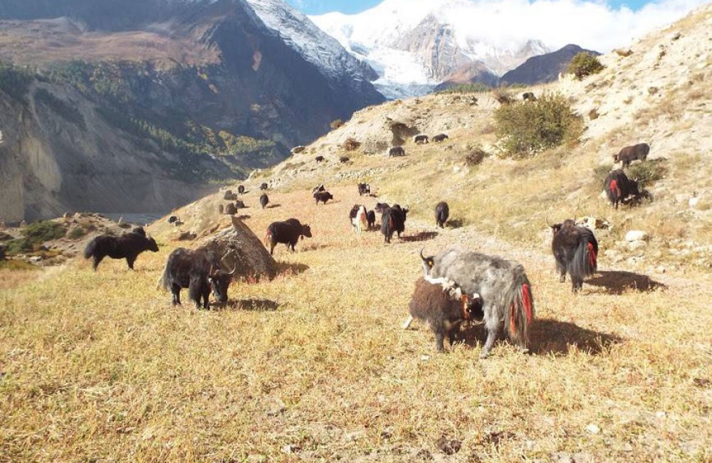 बलाङ्ग्रामा २७ वर्षपछि चौँरी फार्म पुनःस्थापना