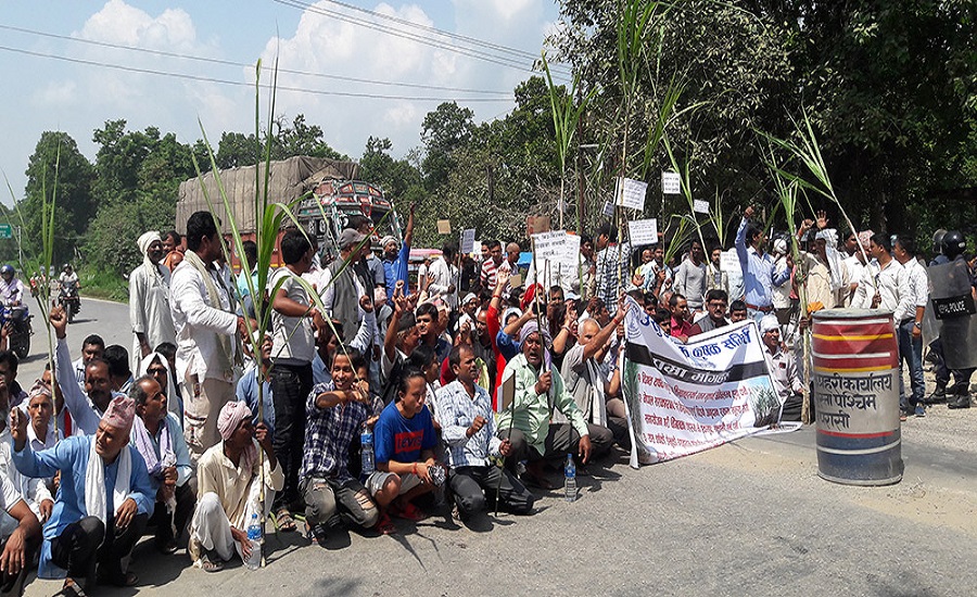 तोकिएको मूल्य नपाएपछि उखु किसान आन्दोलित