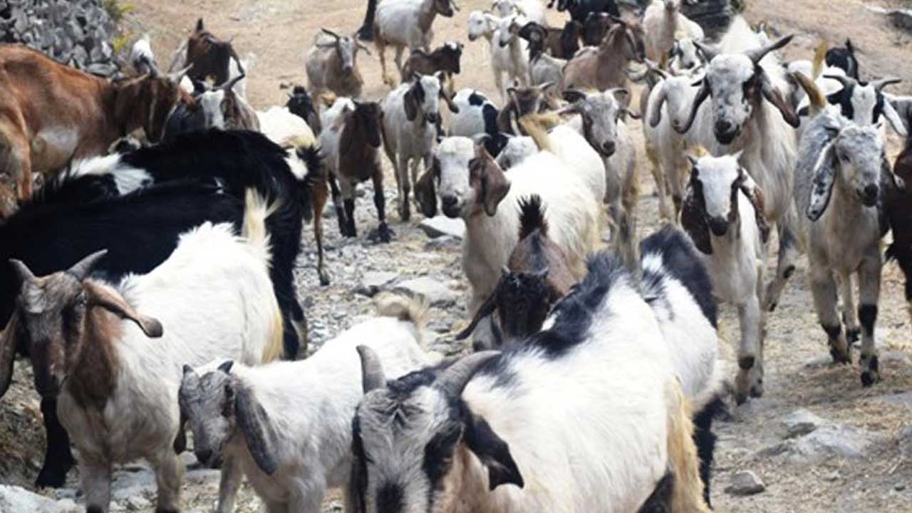 बाख्रापालनमा युवाको आकर्षण