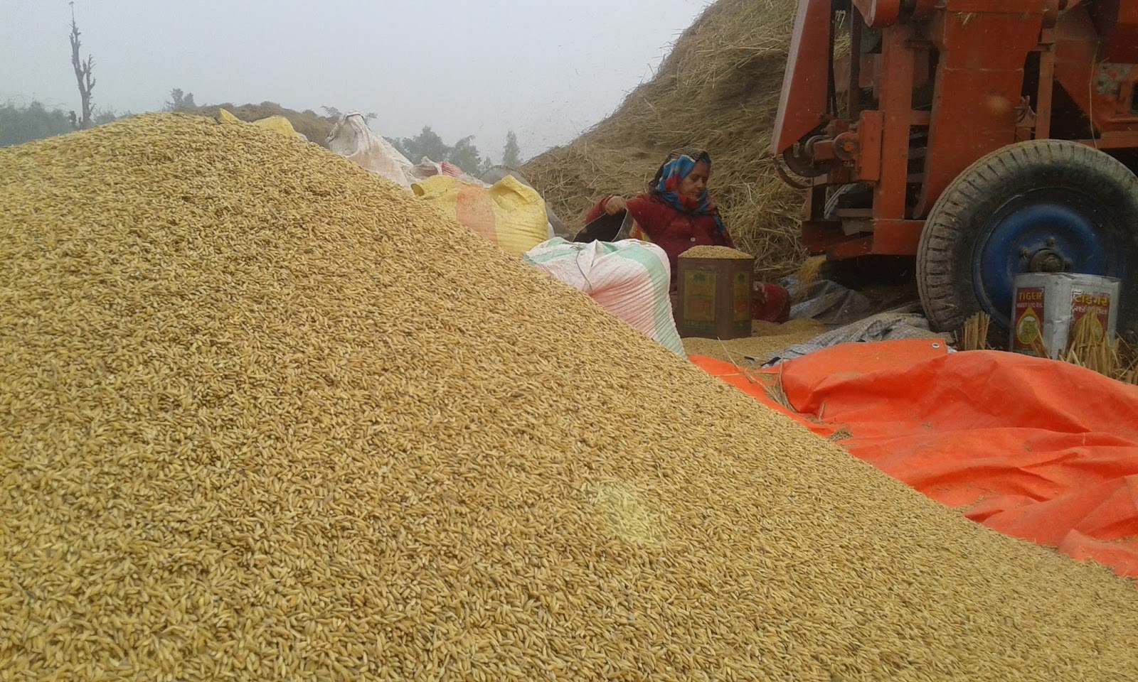 साढे चार लाख मेट्रिक टन धान उत्पादन