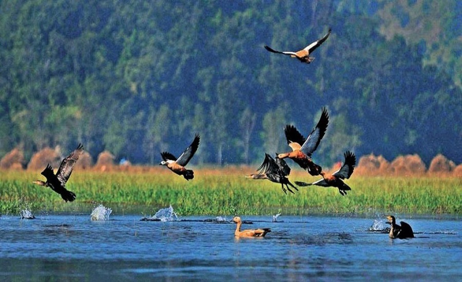 निकुञ्जमा पाहुना चरा