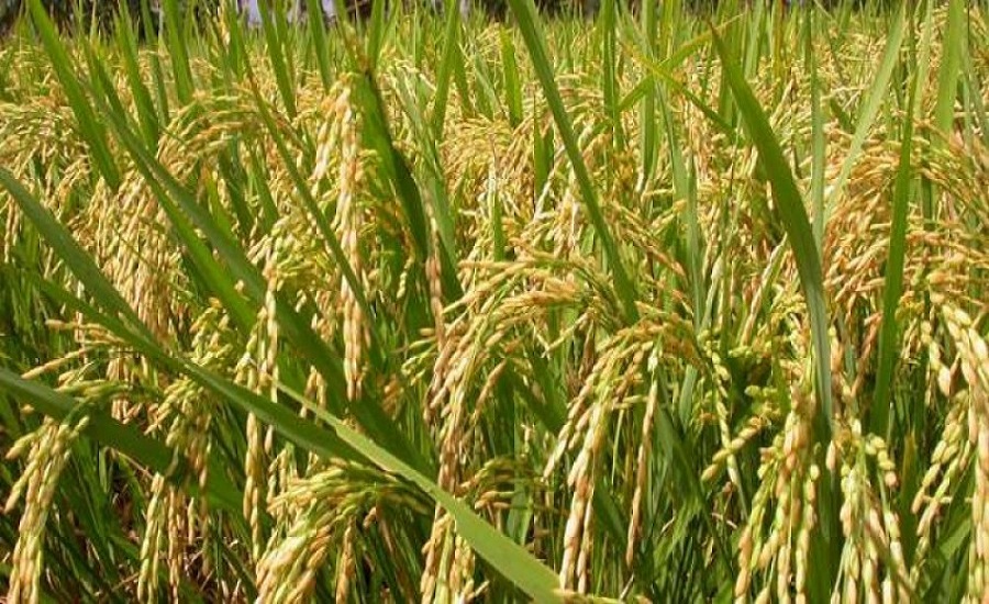 धानबाली सखाप भएका किसानको विचल्ली