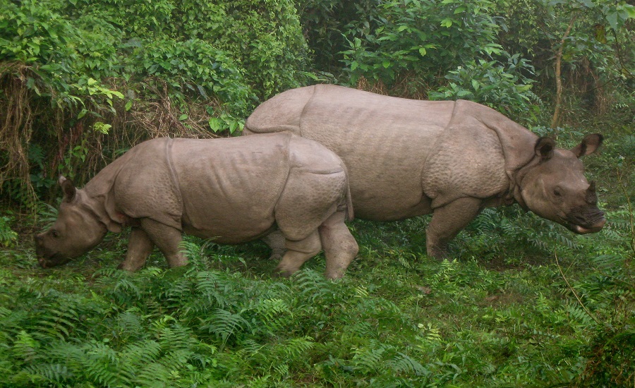 दुर्लभ एकसिङे गैँडाले तान्दैछ पर्यटक