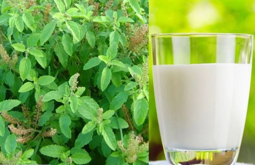 तुलसीको पात दूधमा उमालेर पिउँदाको फाइदाहरु