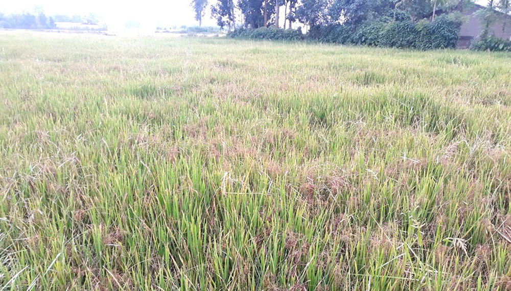धान उत्पादनमा कमी : किसान आर्थिक मारमा